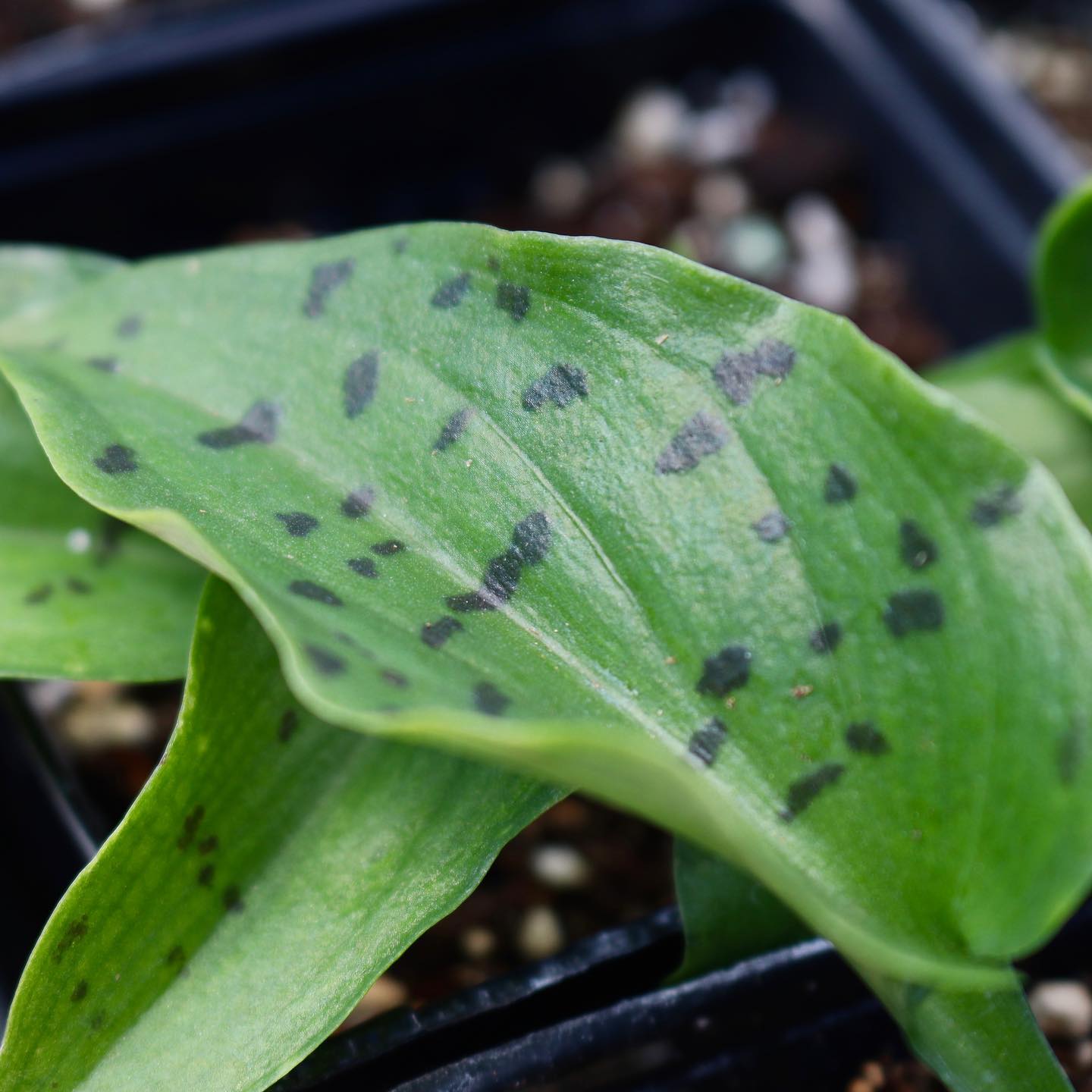Drimiopsis maculata, "Spotted Leopard"