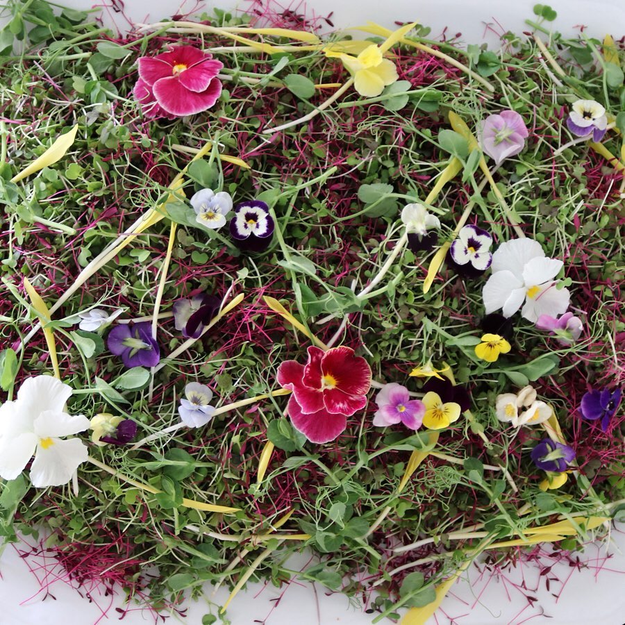 Edible Flowers