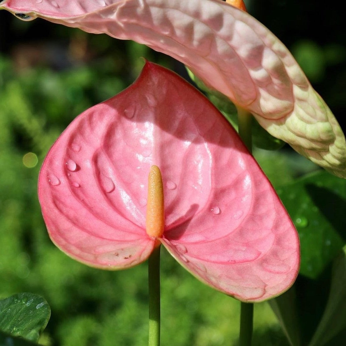 Anthurium, "Pandola"