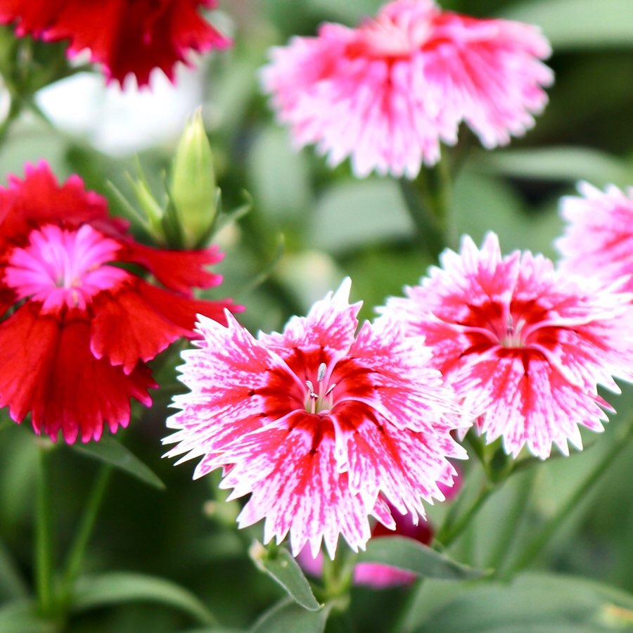 Edible Flowers