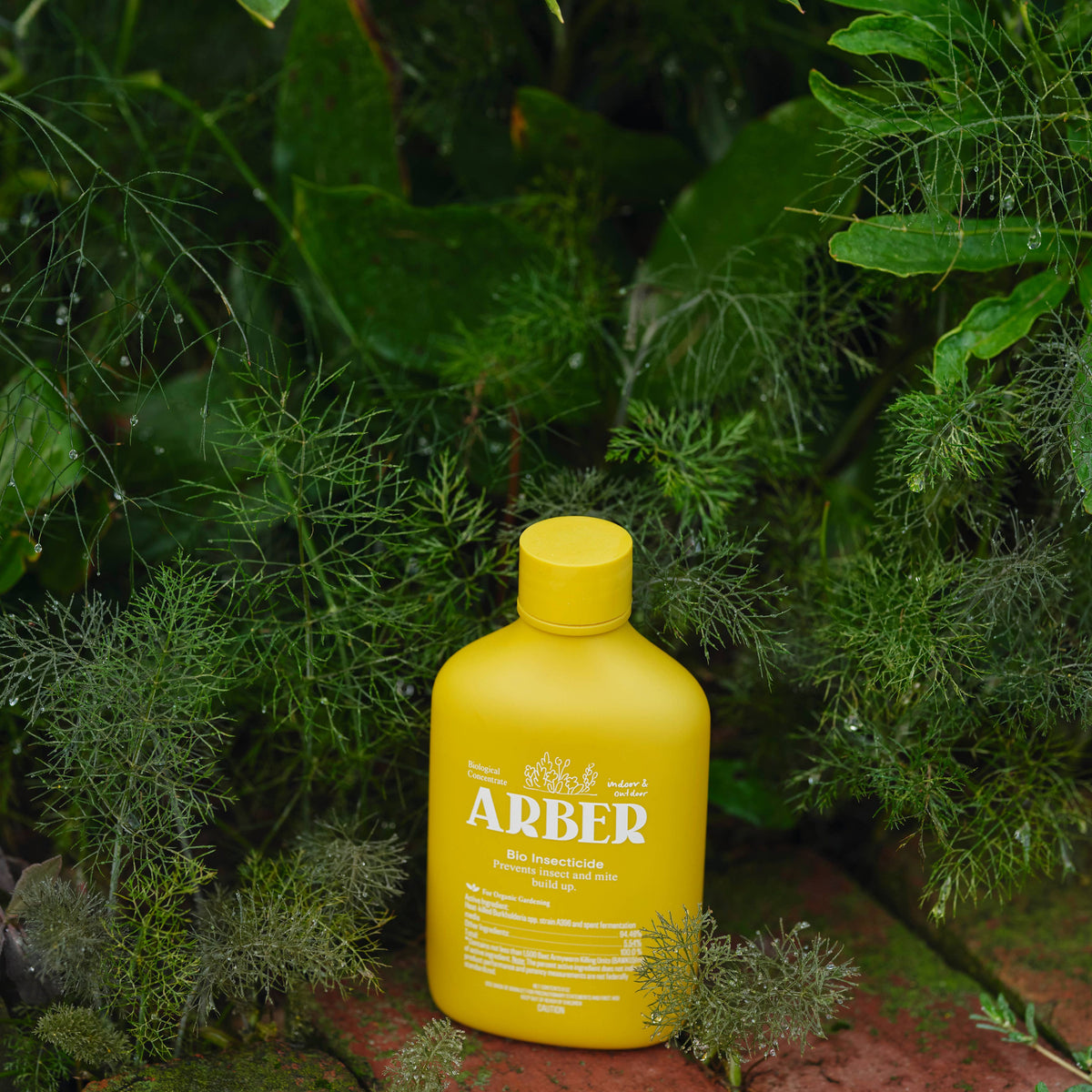 Arber