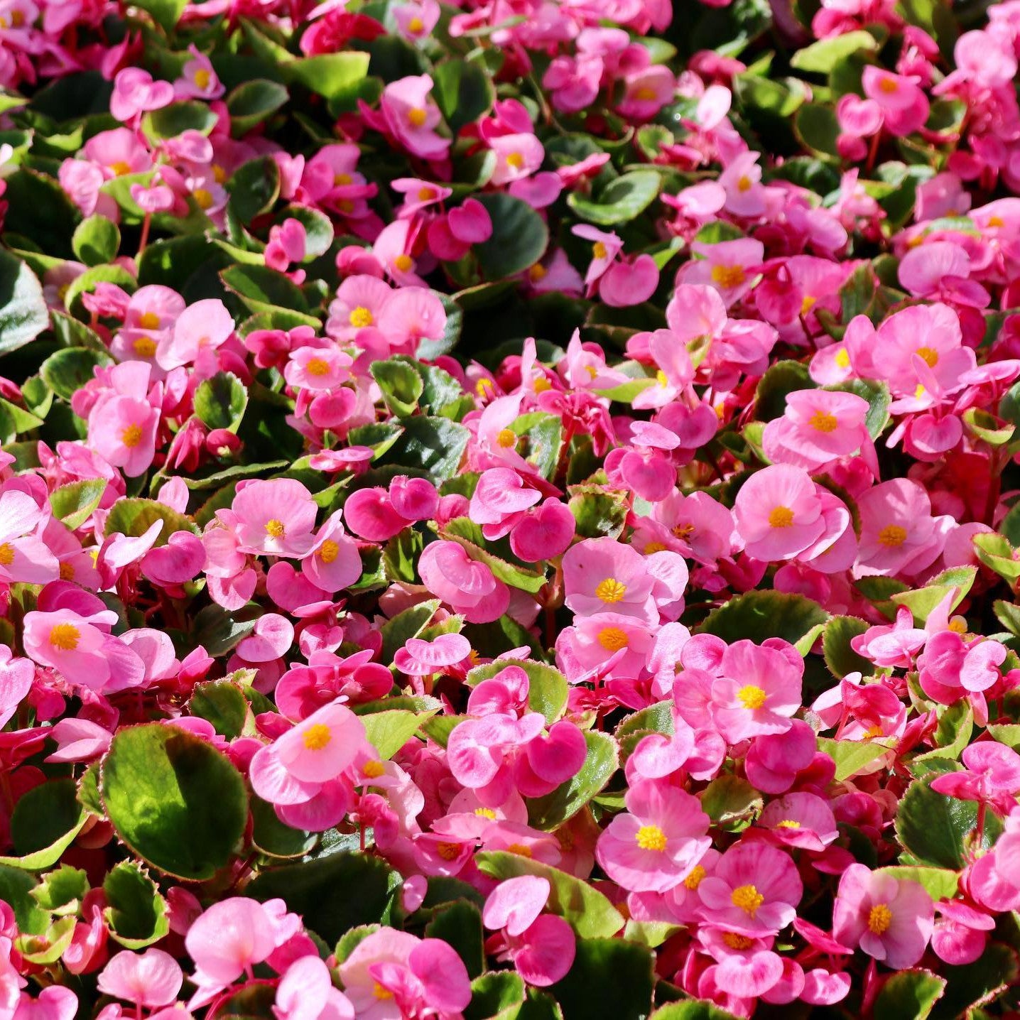 Edible Flowers