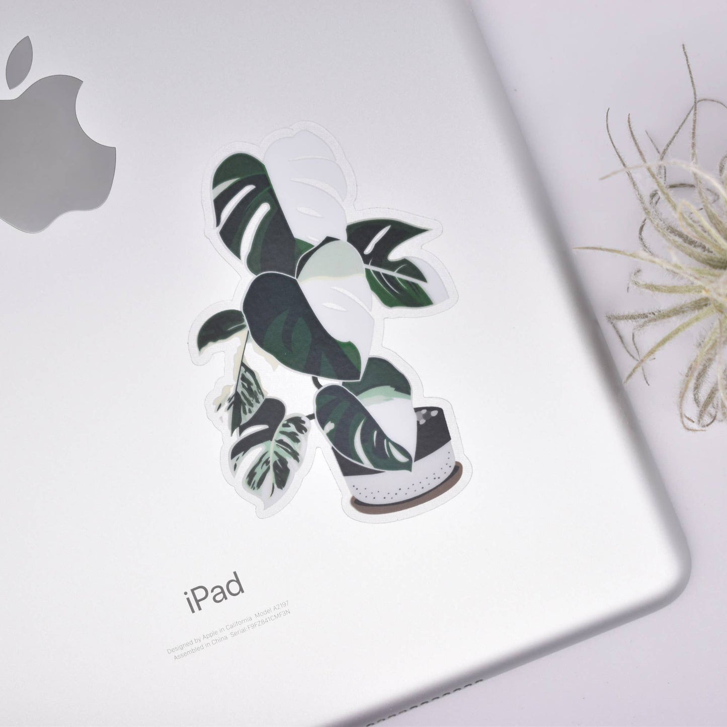 Monstera Variegata Clear Sticker
