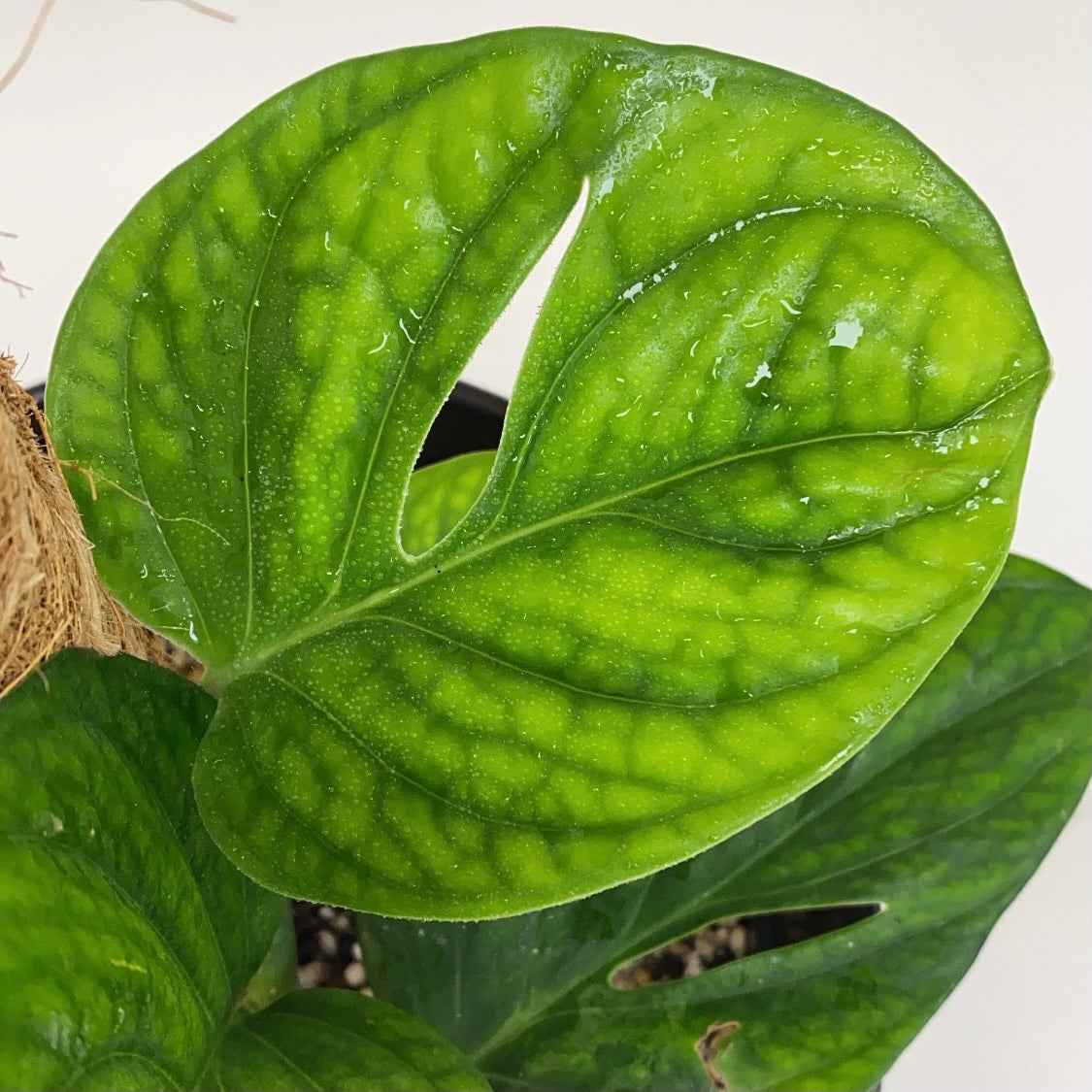 Monstera Peru