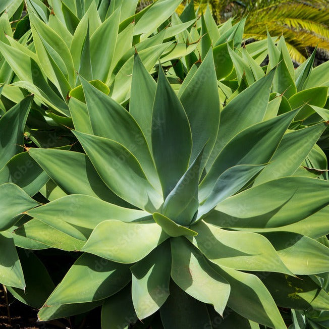 attenuata succulent Agave attenuata – Mari's Gardens