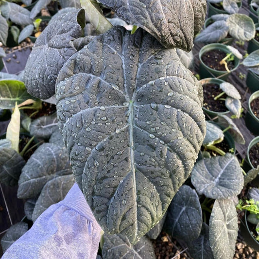 Alocasia maharani