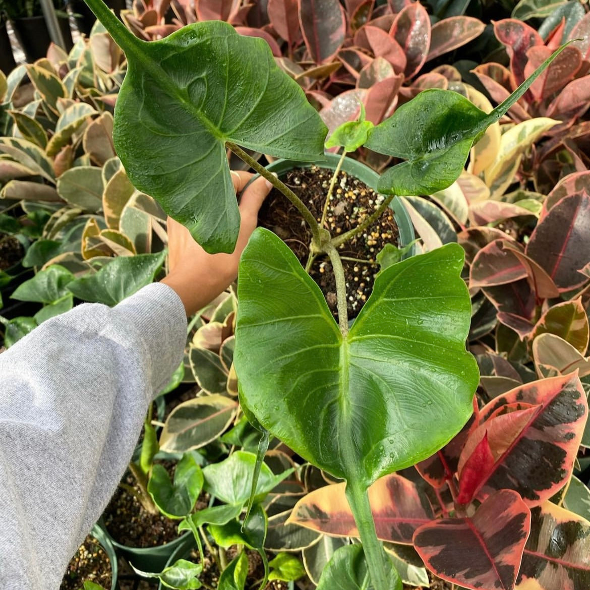 Alocasia, "Stingray"