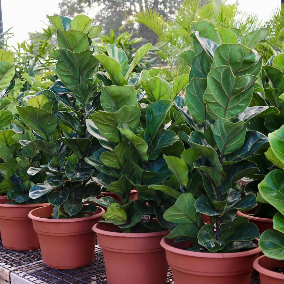 Ficus lyrata, "Fiddle Leaf Fig"
