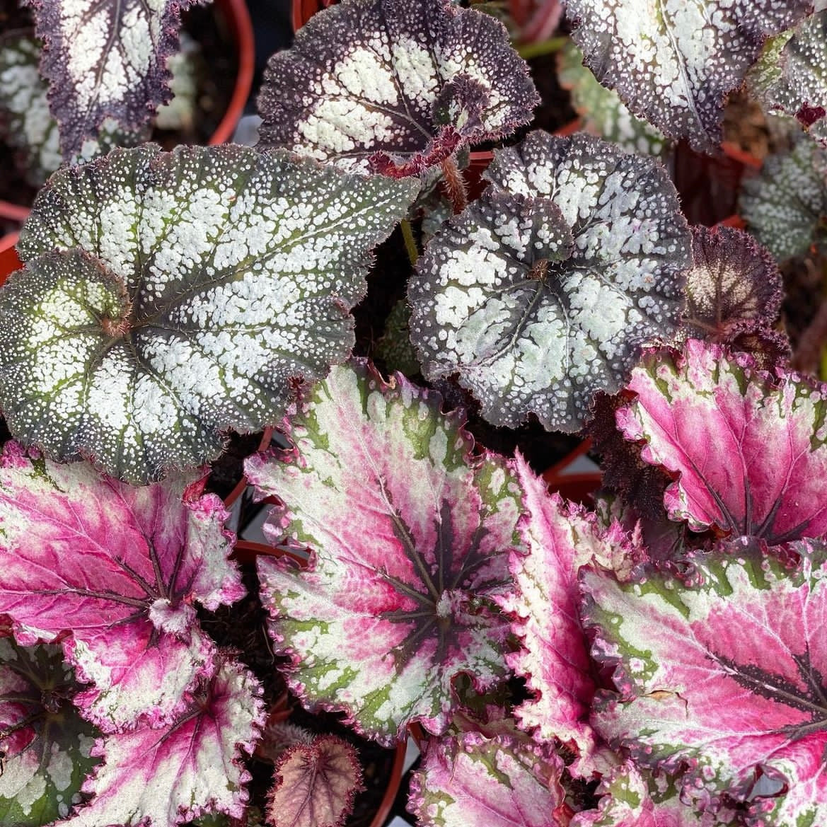 Begonia rex-cultorum, "Rex Begonia"