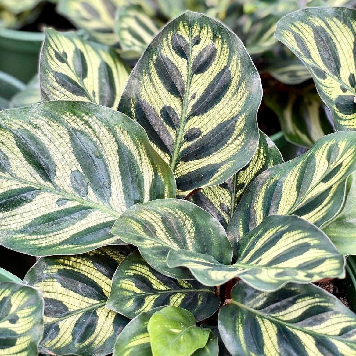 Calathea makoyana, "Cathedral Windows"