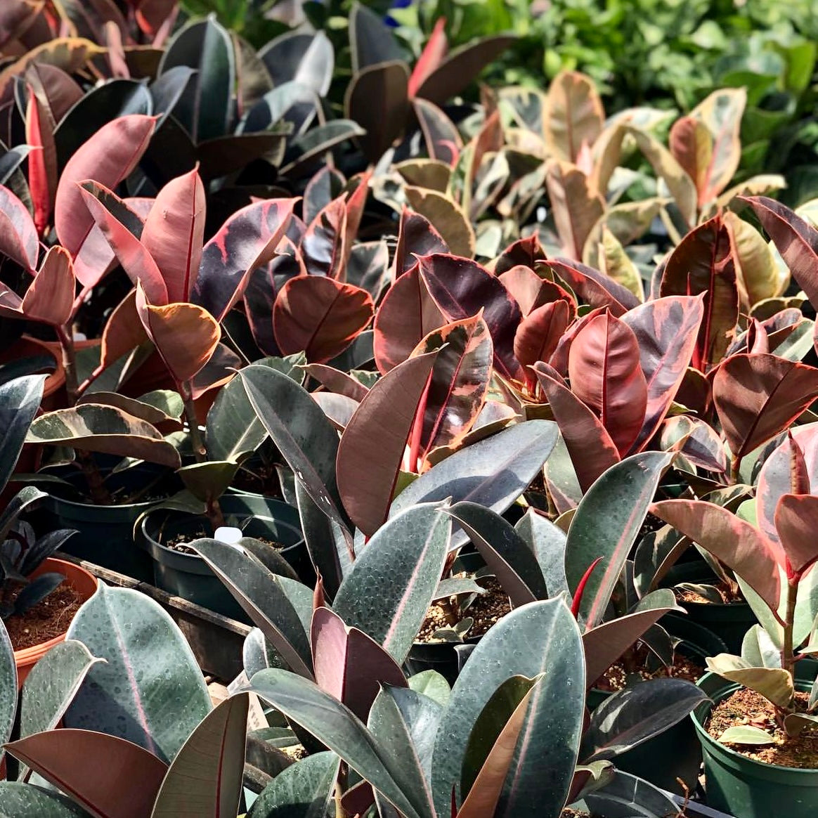 Ficus elastica, "Rubber Tree"