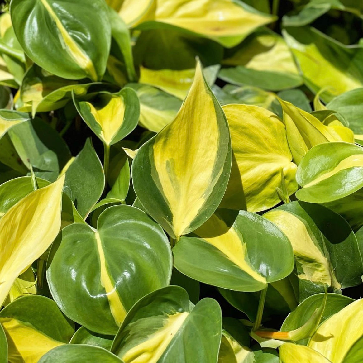 Philodendron hederaceum 'Brasil'