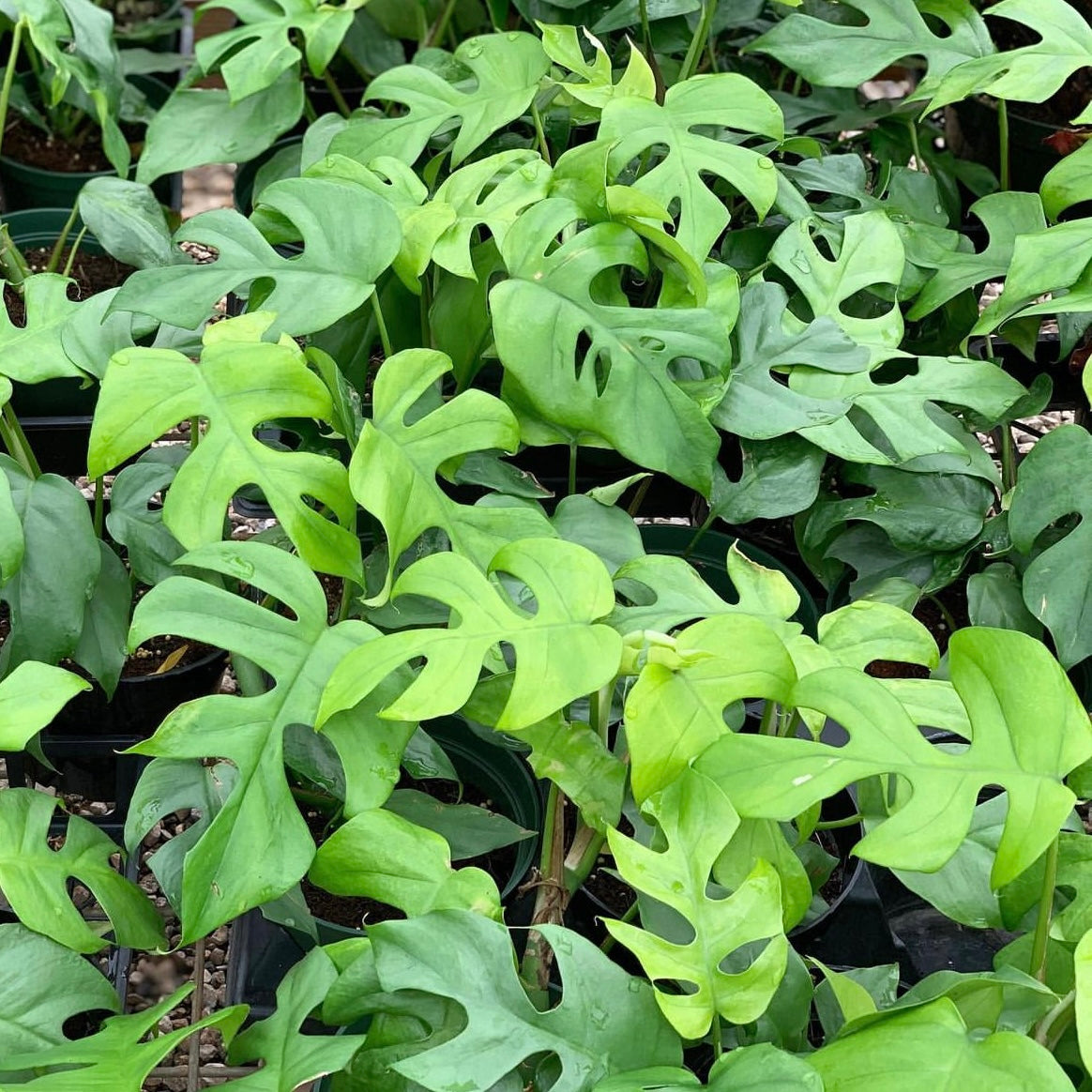 Rhaphidophora tertrasperma, "Mini Monstera"