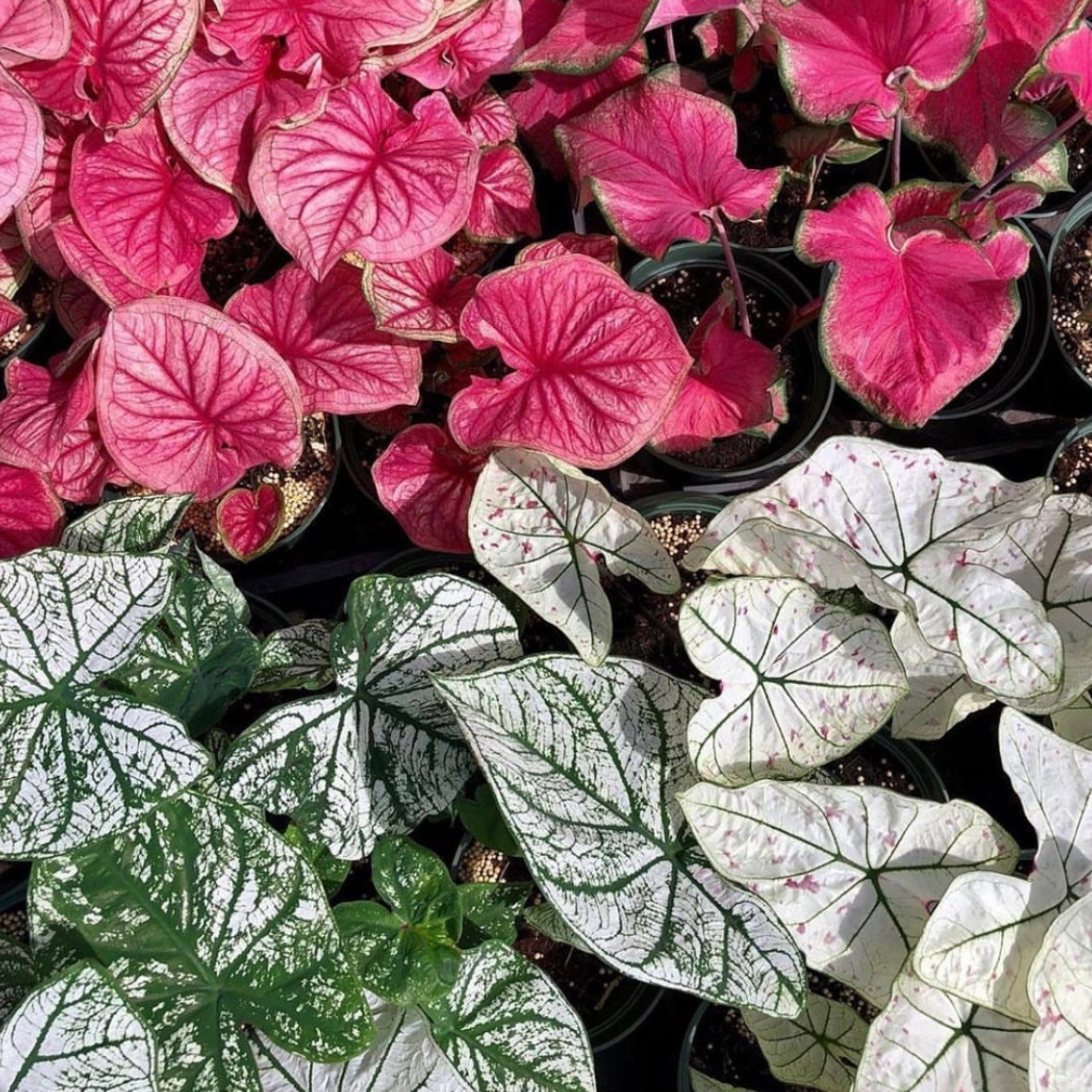 Caladium, assorted
