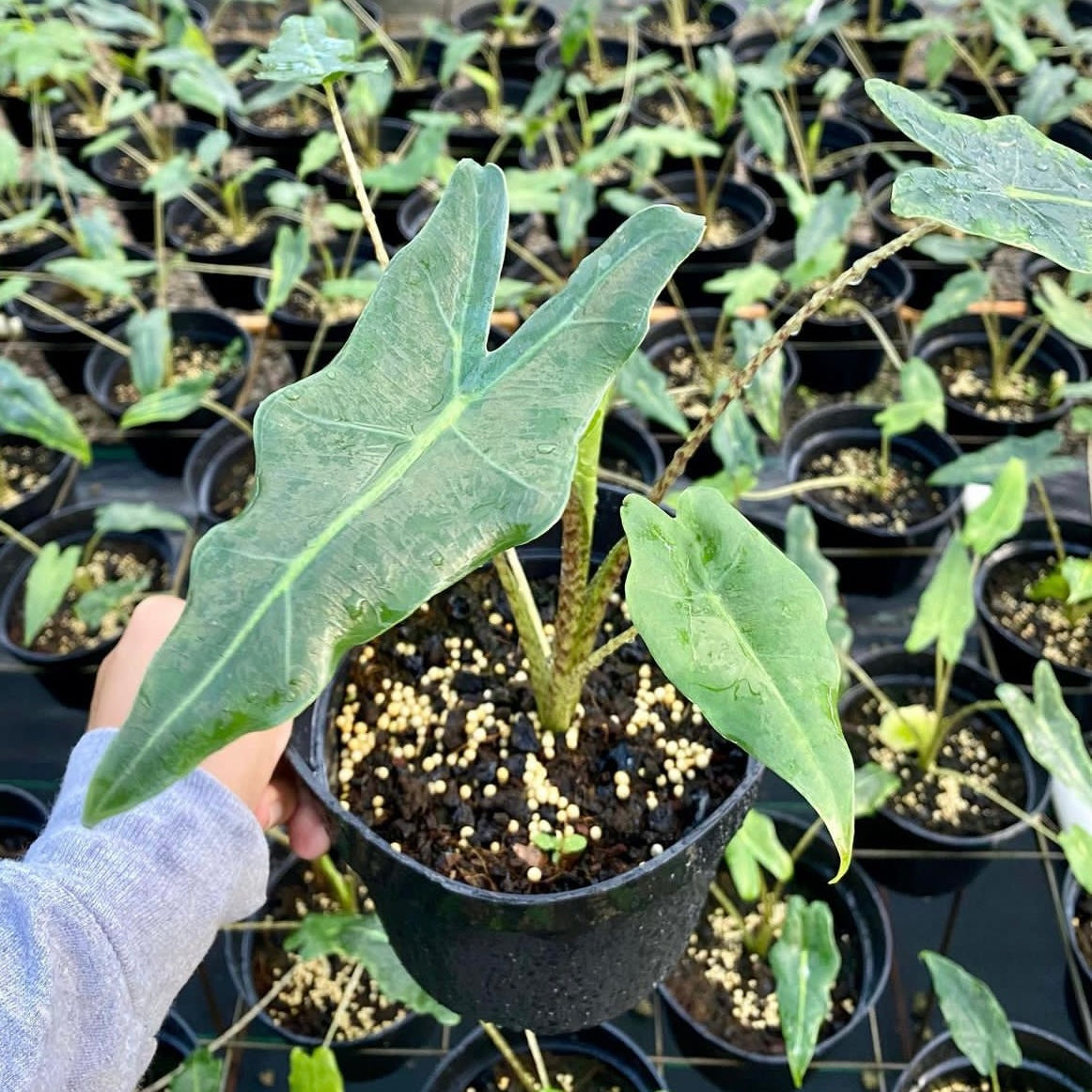 Alocasia 'Sarian'