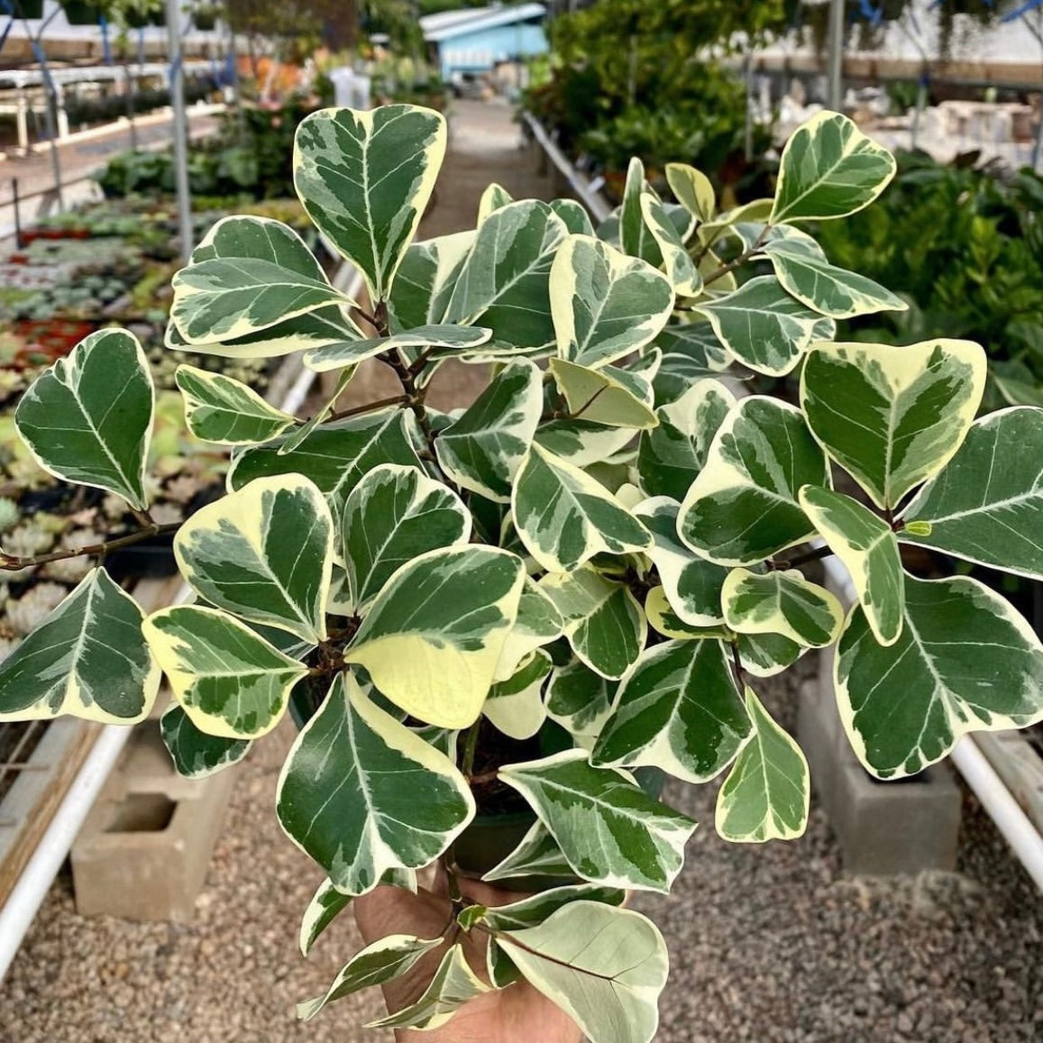 Ficus triangularis, variegated