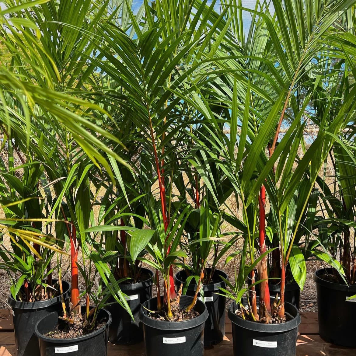 red palm plant price Cyrtostachys renda, "Red Sealing Wax Palm"