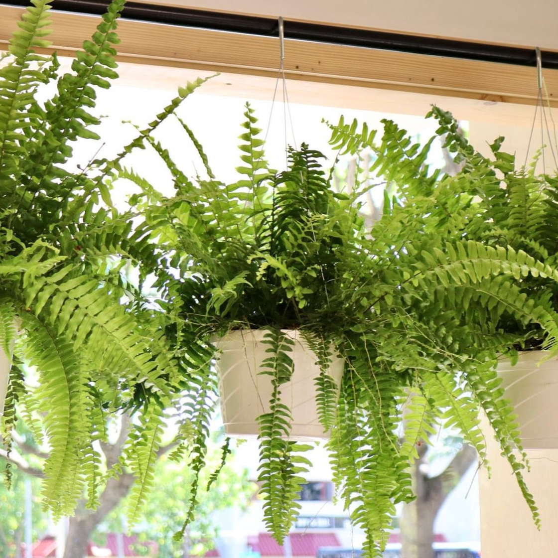 Nephrolepsis exaltata, "Boston Fern"
