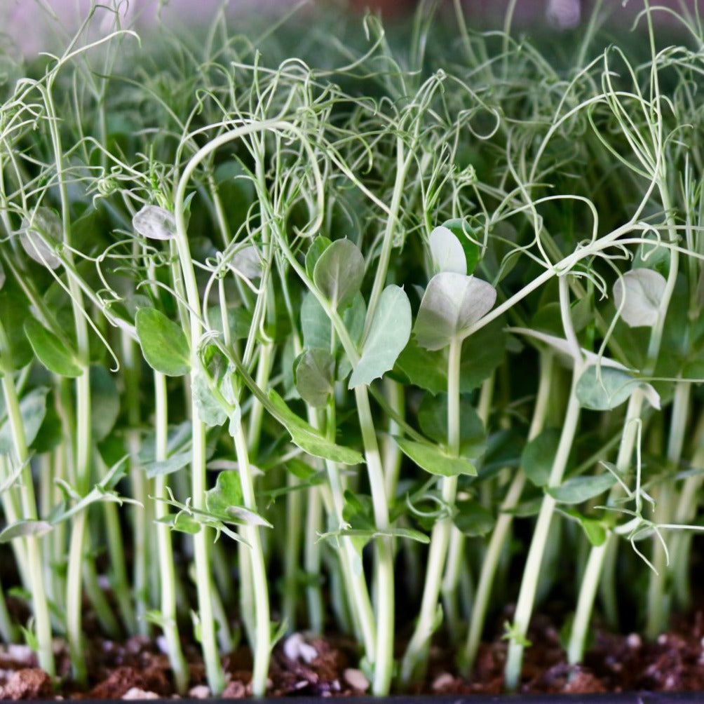 Microgreens