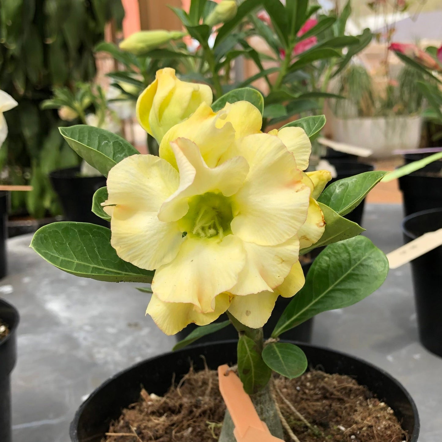 Adenium obesum, "Desert Rose"