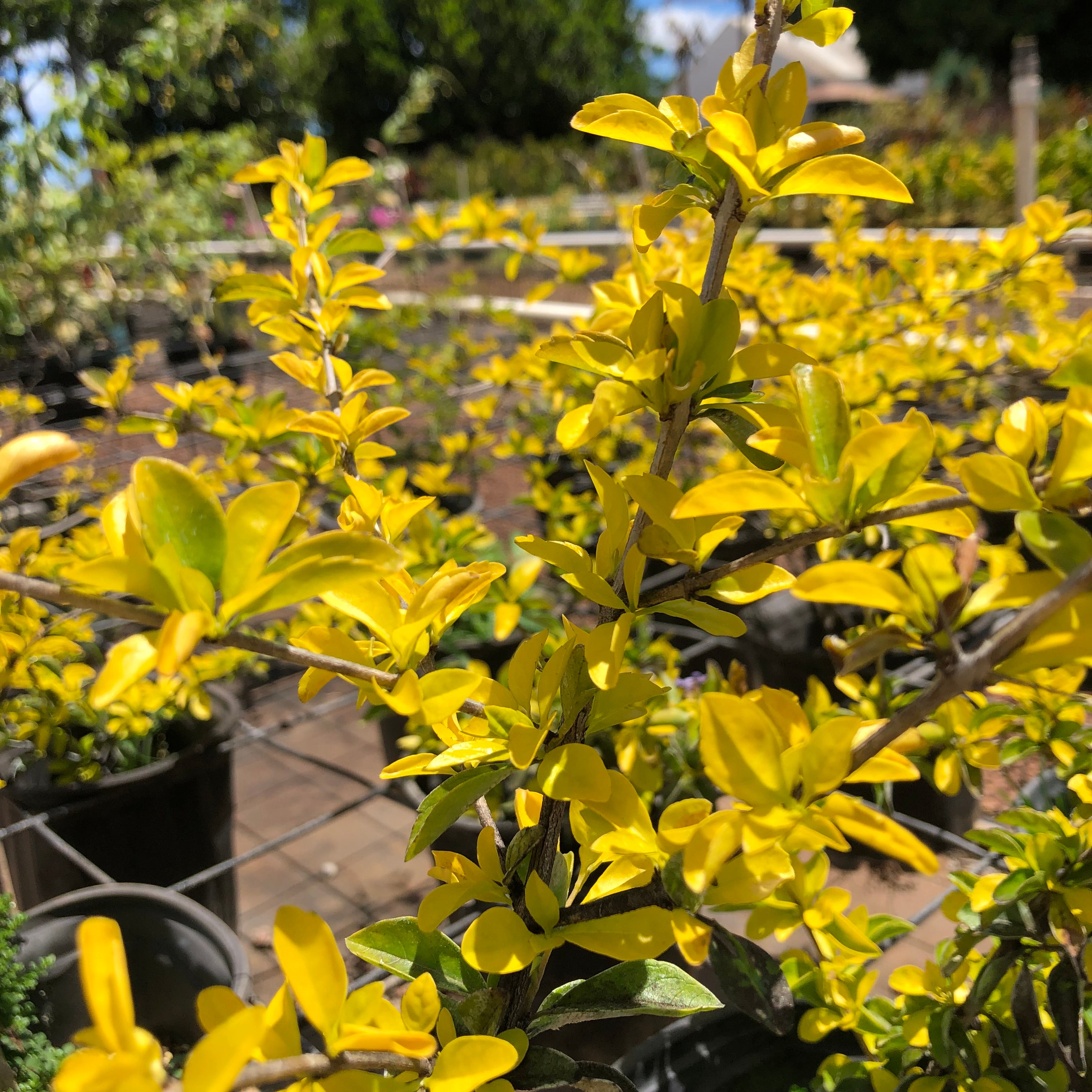 Duranta – Mari's Gardens