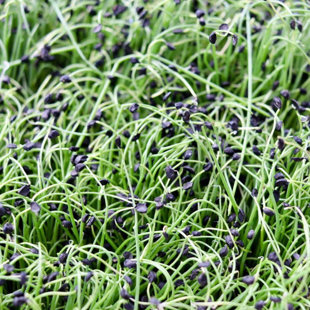 Microgreens