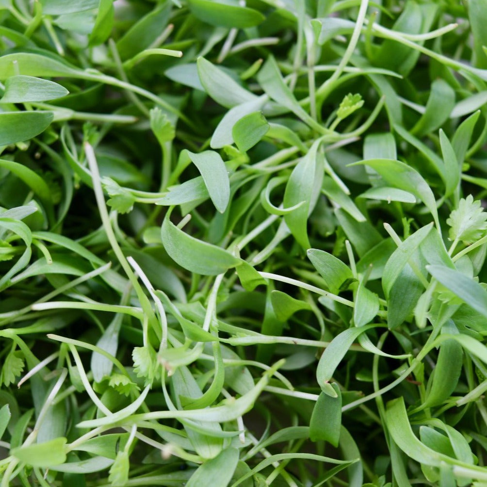 Microgreens