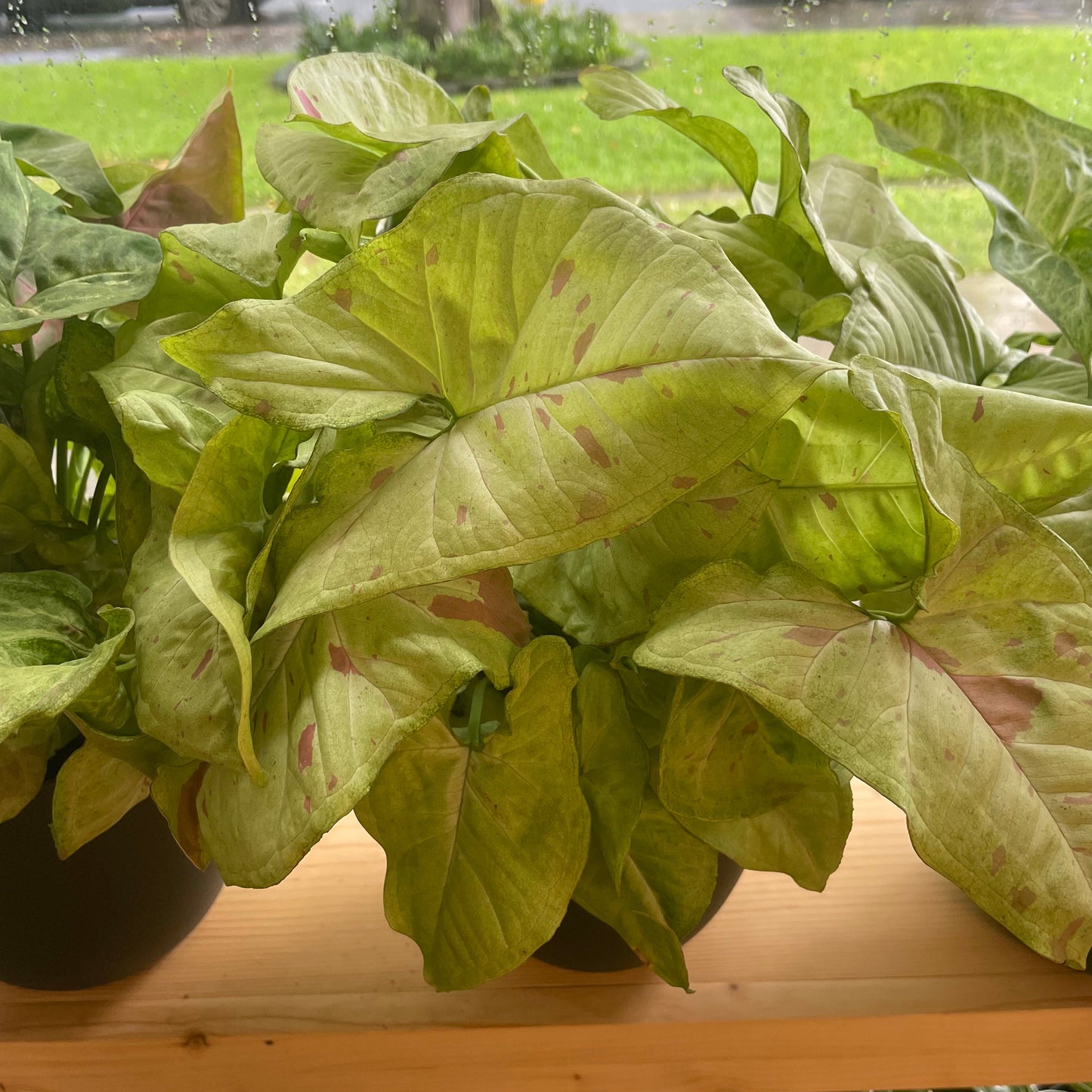 Syngonium 'Confetti'