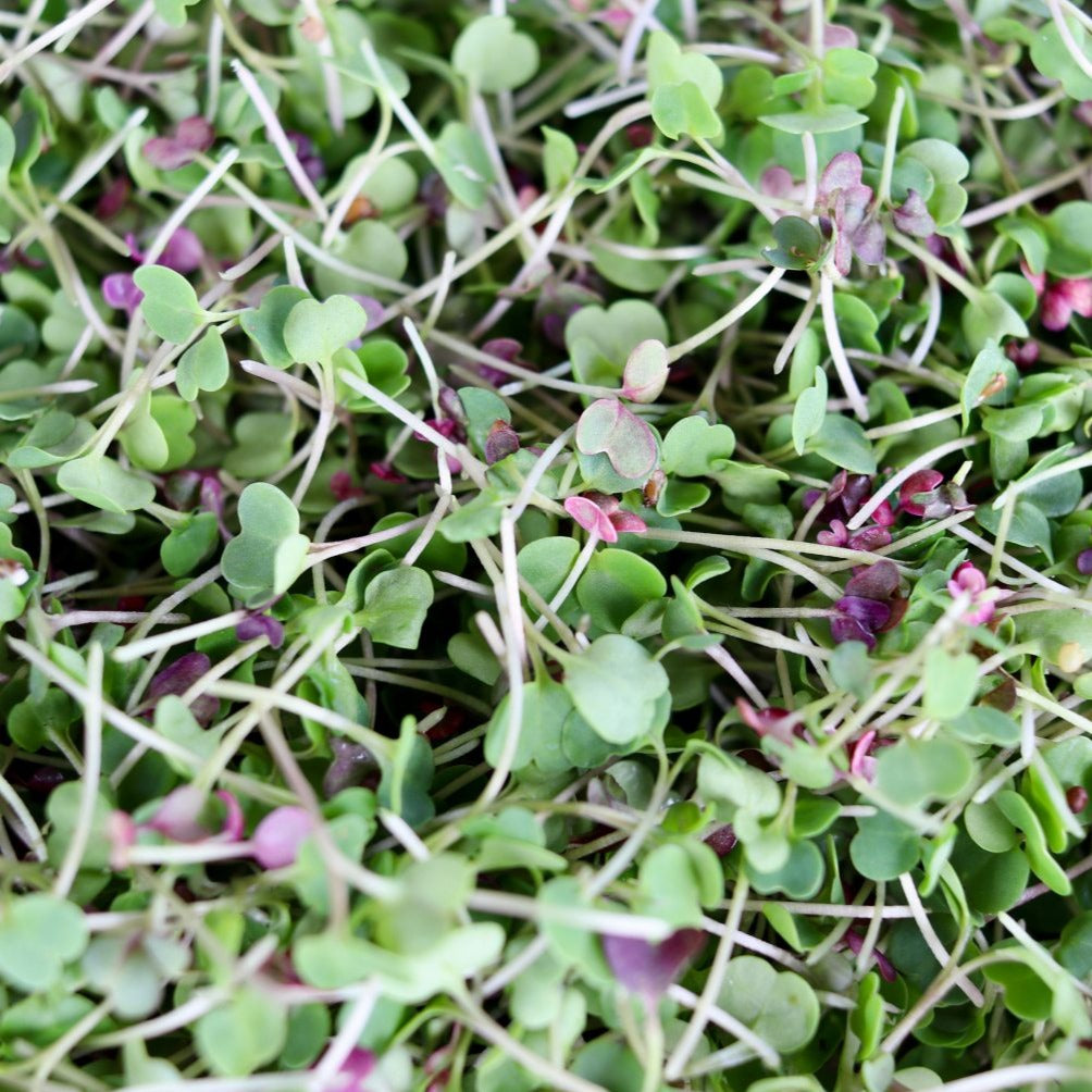 Microgreens