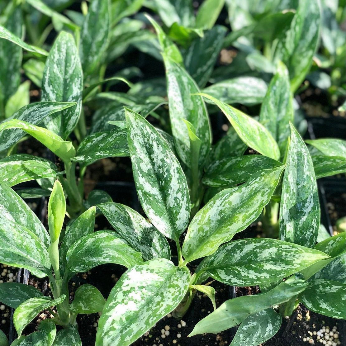 Aglaonema, "Chinese Evergreen"