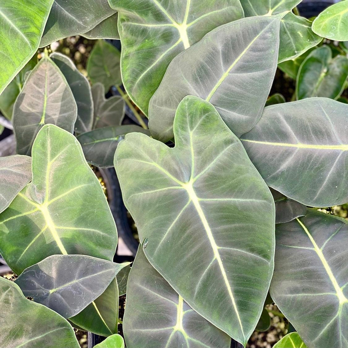 Alocasia micholitziana 'Frydek'