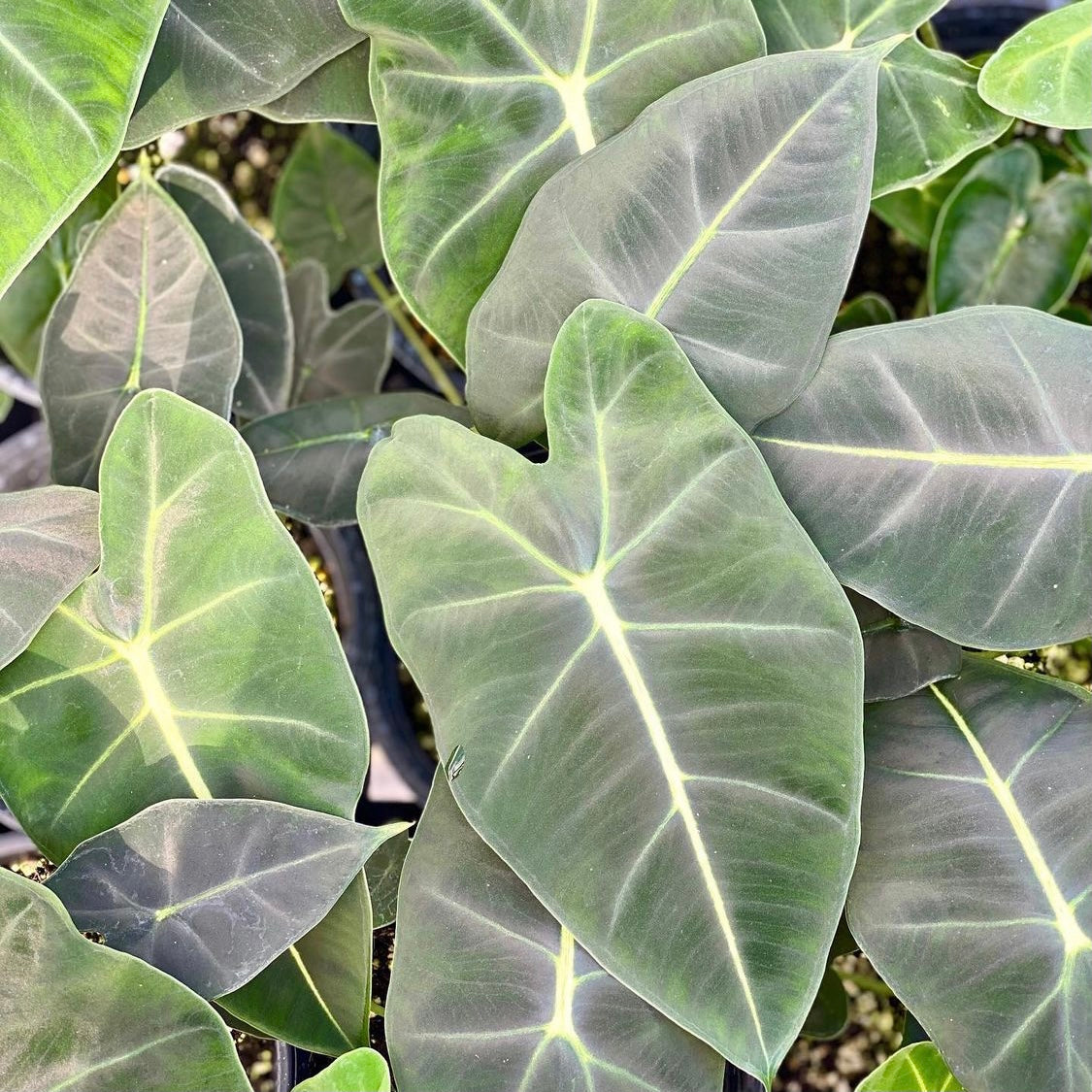 Alocasia, "Frydek"