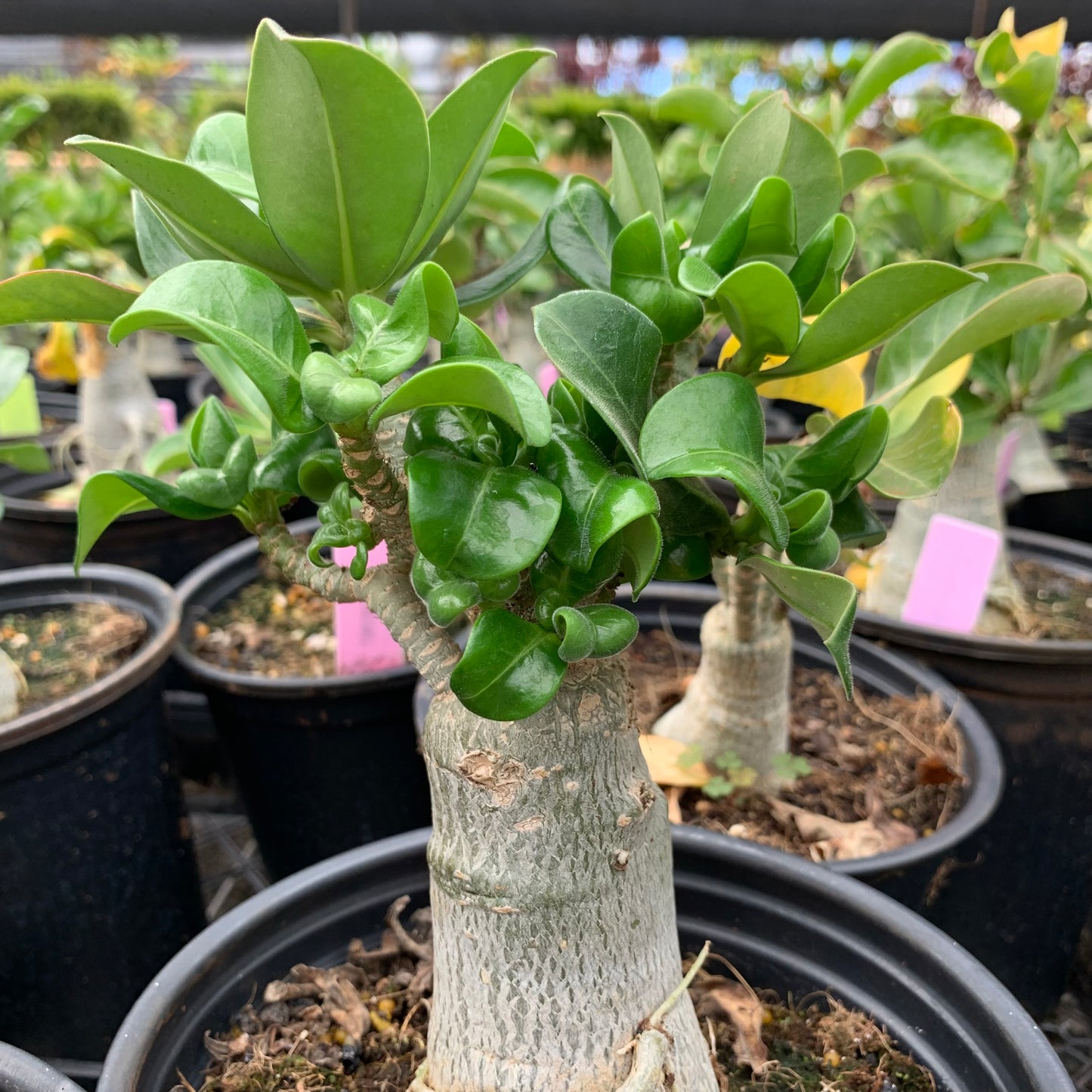 Adenium obesum, "Desert Rose"