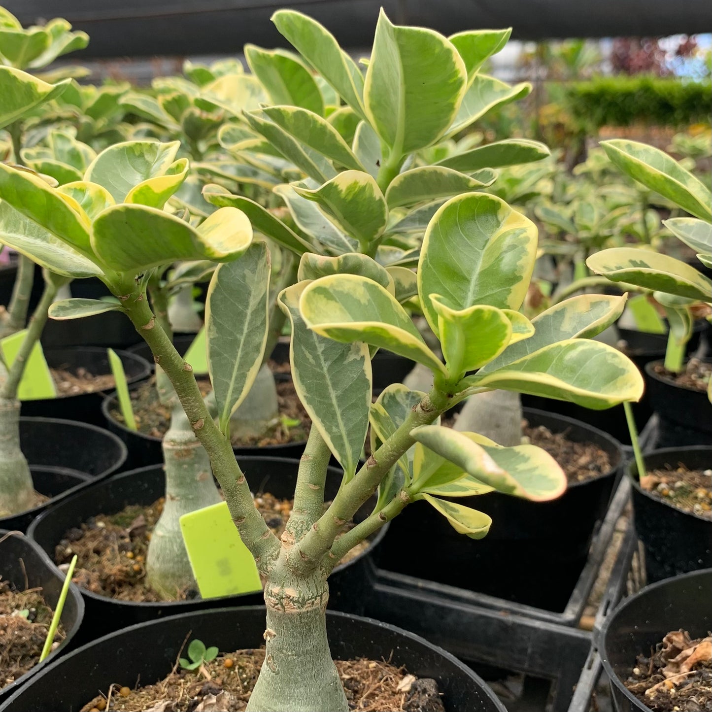 Adenium obesum, "Desert Rose"