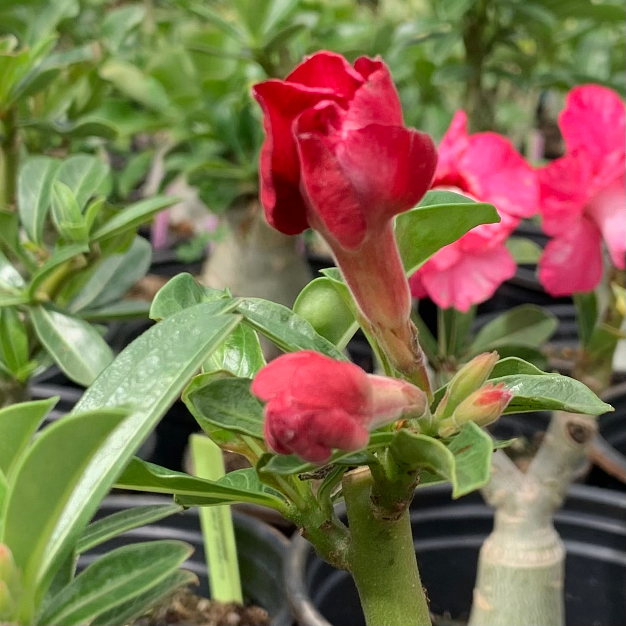 Adenium obesum, "Desert Rose"
