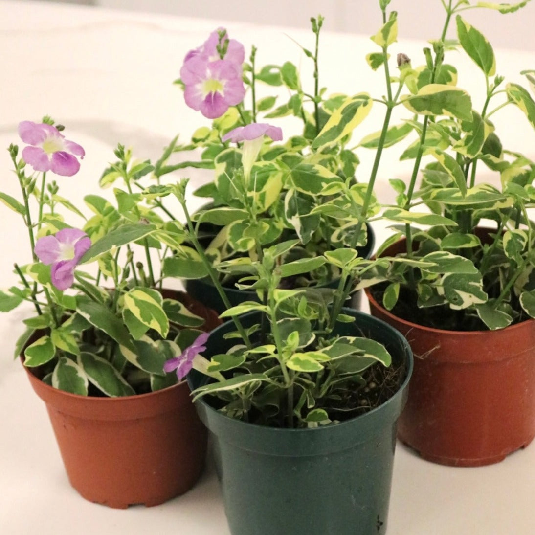 Asystasia gangetica 'Chinese Violet'