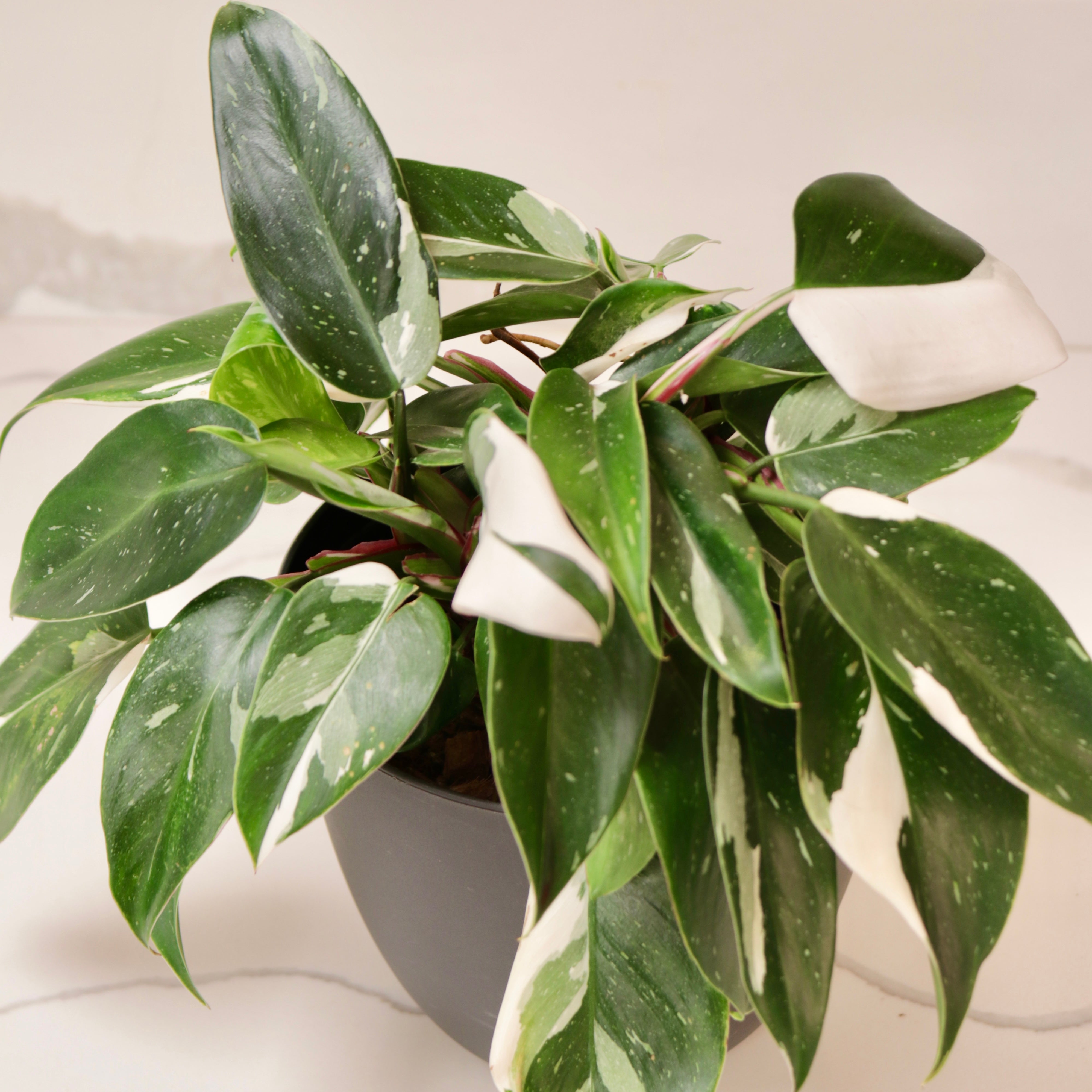 philodendron white princess light Philodendron erubescens 'White Princess' – Mari's Gardens