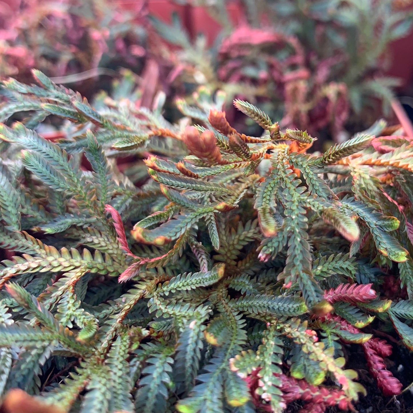 Selaginella erythropus, "Ruby Red Spike Moss"