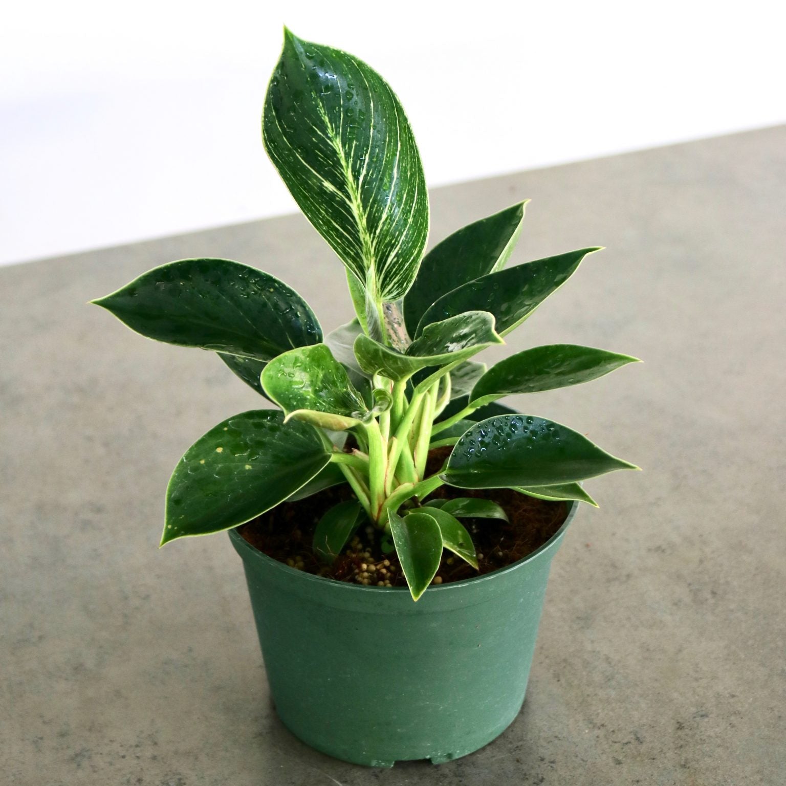 philodendron birki Philodendron 'Birkin' 6"