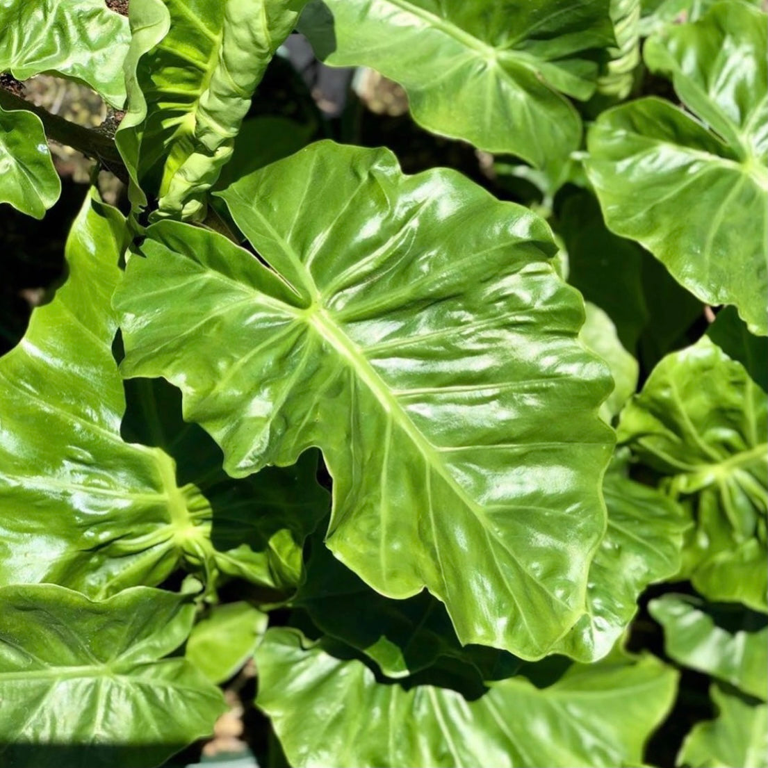 lowrider pot plants Alocasia portora 'Low Rider' 6"