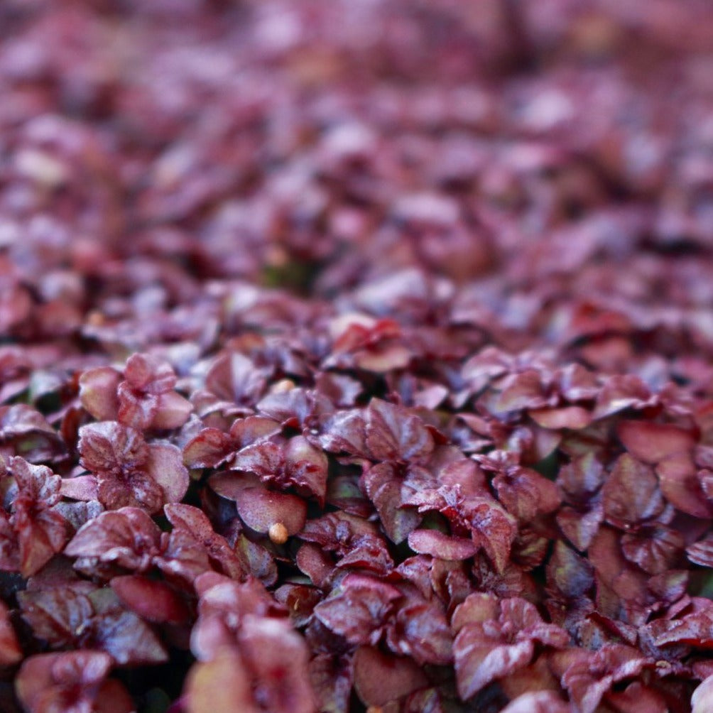 Microgreens