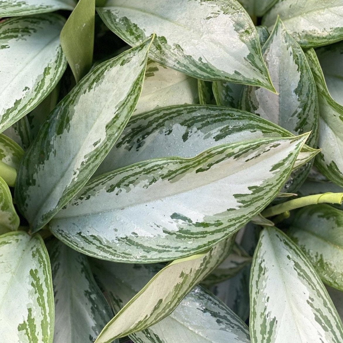 Aglaonema, "Silver Bay"