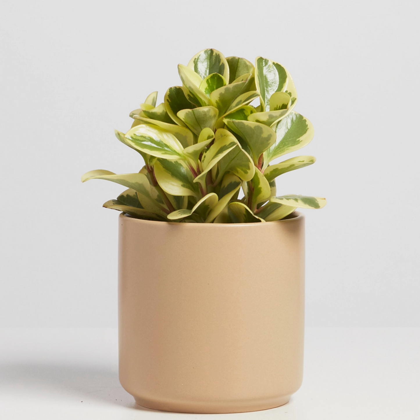 Ceramic Cylinder Planter