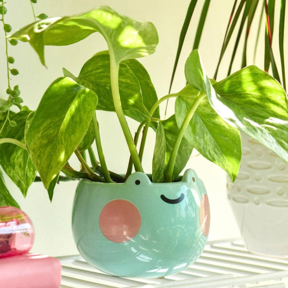 Ebbo Frog Planter