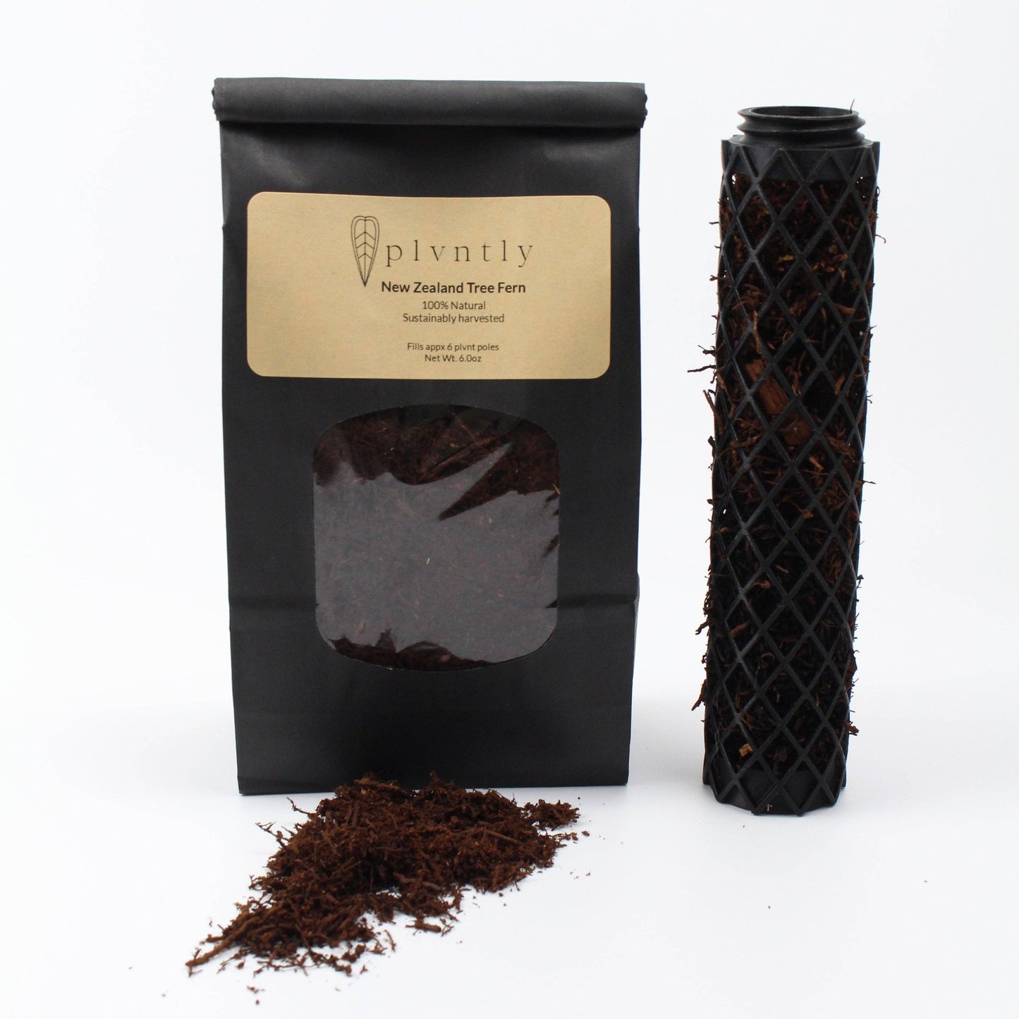 New Zealand Tree Fern