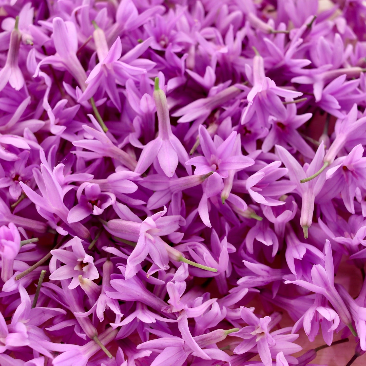 Edible Flowers