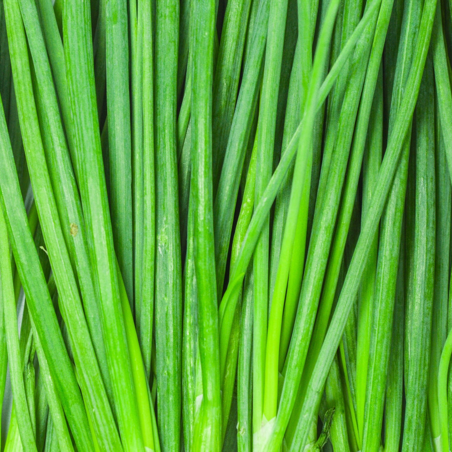 Green Onion