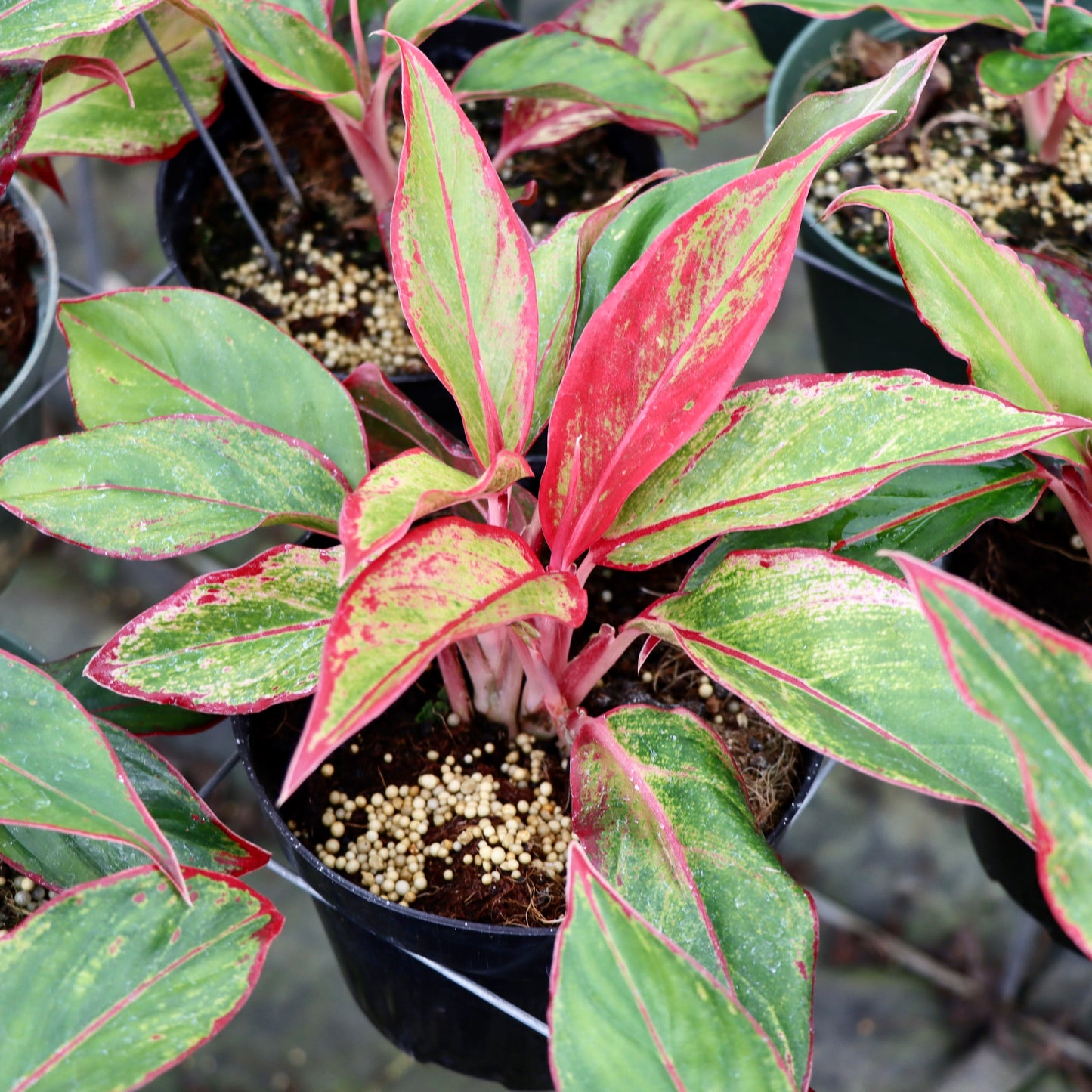 Aglaonema, "Red Siam"