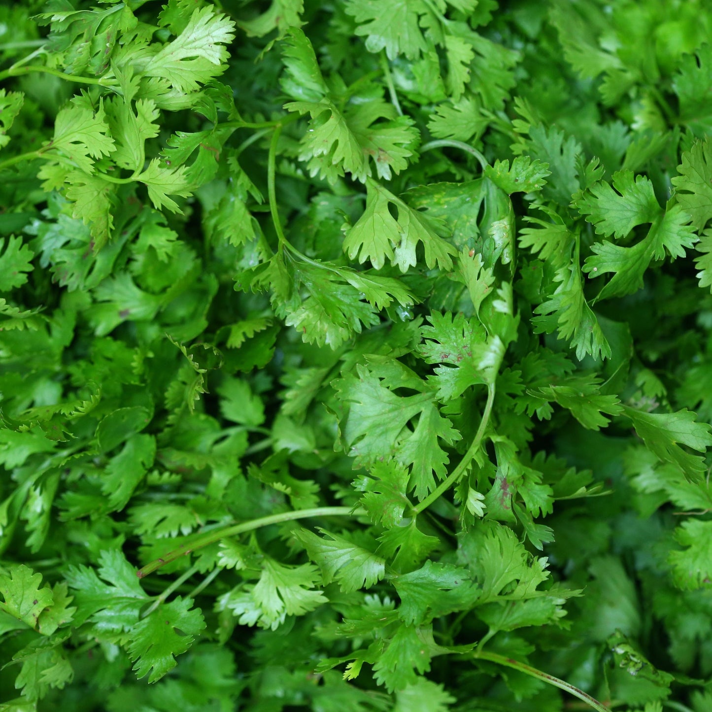 Cilantro