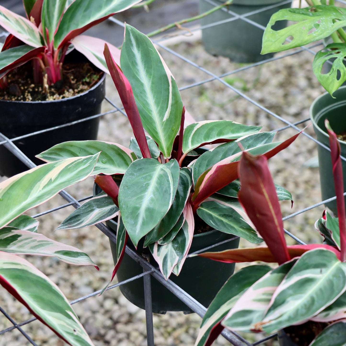 Stromanthe Triostar